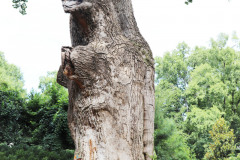 096_Yellow-Poplar_Trunk-with-Brett-Dupree_Updated-photo-2020