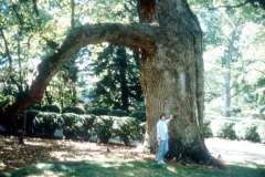 096_Yellow-Poplar_Trunk-with-woman_Original-photo