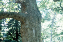 096_Yellow-Poplar_Trunk_Original-photo