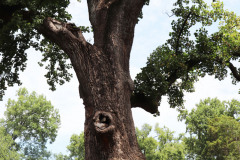 096_Yellow-Poplar_Trunk_Updated-photo-2020