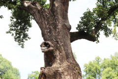 096_Yellow-Poplar_Trunk_Updated-photo-20201