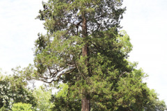 097_Eastern-Red-Cedar_Entire-Tree_Updated-photo-2020