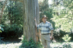 097_Eastern-Red-Cedar_Trunk-with-man_Original-photo