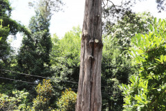 097_Eastern-Red-Cedar_Trunk_Updated-photo-2020