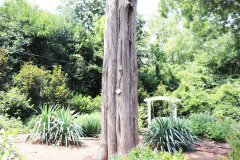 097_Eastern-Red-Cedar_Trunk_Updated-photo-20201