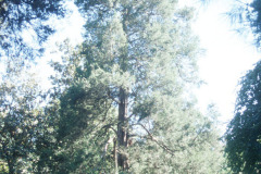 097_Eastern-Red-Cedar_Whole-tree_Original-photo