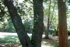 098_Laurel-Cherry_Trunk_Original-photo