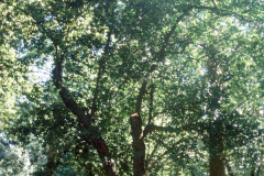 098_Laurel-Cherry_Whole-tree_Original-photo