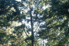 099_Eastern-White-Pine_Whole-tree_Original-photo