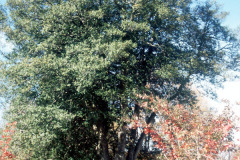 100_American-Holly_Entire-tree_Original-photo