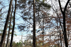 101_Virginia-Pine_Entire-tree_Updated-photo-20201