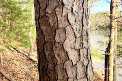 101_Virginia-Pine_Trunk_Updated-photo-2020