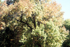 102_Pumpkin-Ash_Entire-Tree_Original-photo