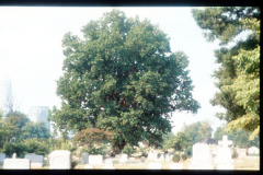 103_Yellow-Poplar_Entire-Tree_Original-photo