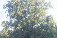 103_Yellow-Poplar_Entire-tree_Updated-photo-2019-