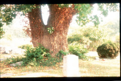 103_Yellow-Poplar_Trunk_Original-photo