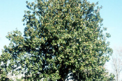 104_Southern-Magnolia_Entire-tree_Original-photo