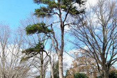 105_Virginia-Pine_Entire-Tree_Updated-photo-20191