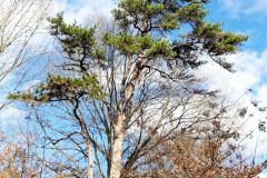 105_Virginia-Pine_Entire-tree_Updated-photo-2019