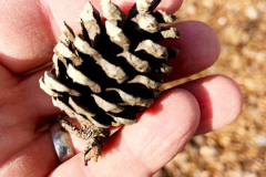 105_Virginia-Pine_Pine-cone_Updated-photo-2019