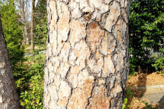 105_Virginia-Pine_Trunk_Updated-photo-2019