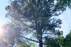 106_Loblolly-Pine_Canopy_Updated-photo-2020