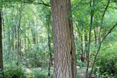 106_Loblolly-Pine_Trunk_Updated-photo-2020