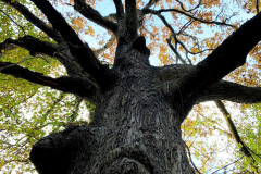 110_Post-Oak_Canopy-and-Trunk_Updated-photo