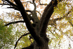 110_Post-Oak_Canopy_Updated-photo