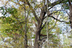 110_Post-Oak_Entire-Tree_Updated-photo