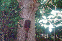 110_Post-Oak_Trunk_Original-photo