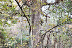 110_Post-Oak_Trunk_Updated-photo1