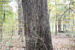 110_Post-Oak_Trunk_Updated-photo2