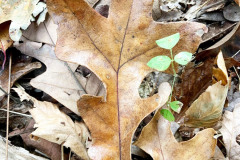 110_Post-Oak_leaves_Updated-photo