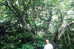 113_Red-Mulberry_Entire-tree-with-man_Original-photo