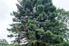 118_Coast-Redwood_Entire-Tree_Updated-photo-2020