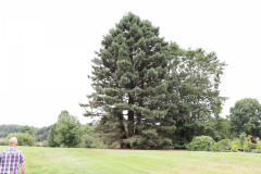 118_Coast-Redwood_Entire-Tree_Updated-photo-20203