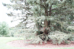 118_Coast-Redwood_Entire-Tree_Updated-photo-20204