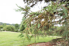 118_Coast-Redwood_Foliage_Updated-photo-2020