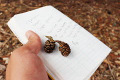 118_Coast-Redwood_Pinecones_Updated-photo-2020