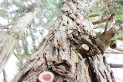 118_Coast-Redwood_Trunk-detail_Updated-photo-2020