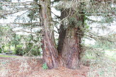 118_Coast-Redwood_Trunks_Updated-photo-2020