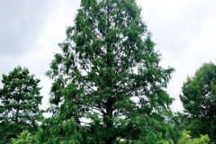 119_Dawn-Redwood_Entire-Tree_Updated-photo-2020