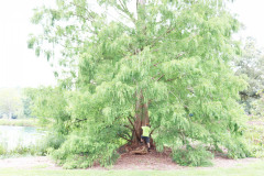 119_Dawn-Redwood_Entire-tree-with-Brett_Updated-photo-2020