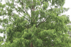 119_Dawn-Redwood_Entire-tree_Updated-photo-20201