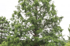 119_Dawn-Redwood_Entire-tree_Updated-photo-20202