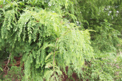 119_Dawn-Redwood_Foliage_Updated-photo-20201