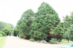 122_Leyland-Cypress_Entire-Tree-Right_-Updated-photo-20201