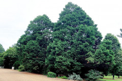 122_Leyland-Cypress_Entire-tree-LEFT_Updated-photo-2020