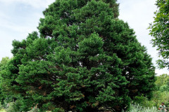 122_Leyland-Cypress_Entire-tree_Updated-photo-2020